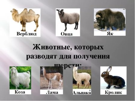 Лама животное