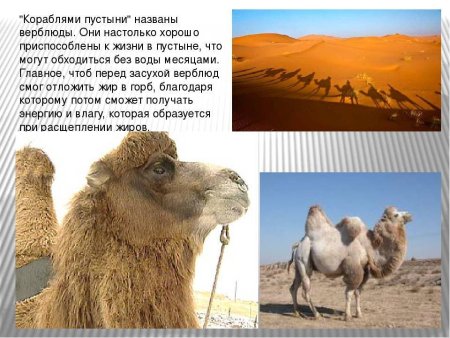 Верблюд и лама коллаж