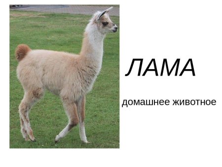 Строение верблюда