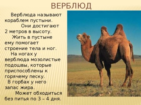 Загадка про верблюда