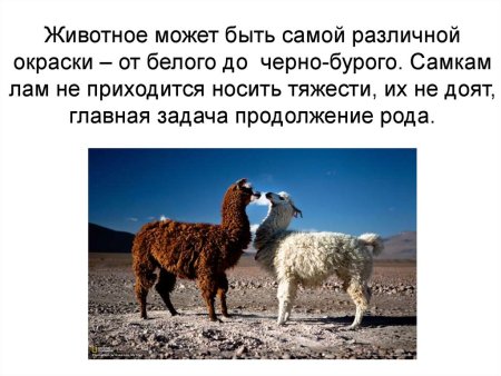 Лама альпака отличия
