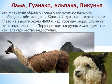На рисунках представлены изображения животных