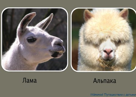 Подпиши названия животных
