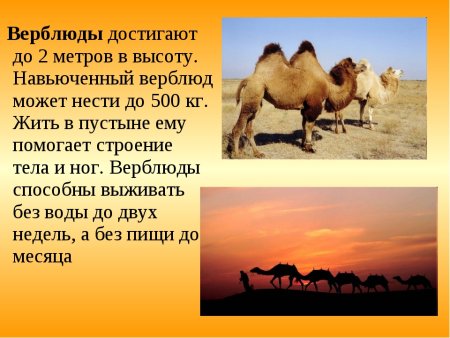 Животный мир пустынь и полупустынь Африки