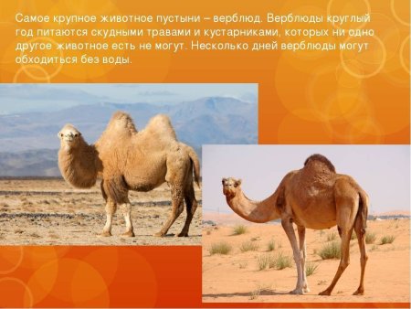 Интересная информация о верблюде