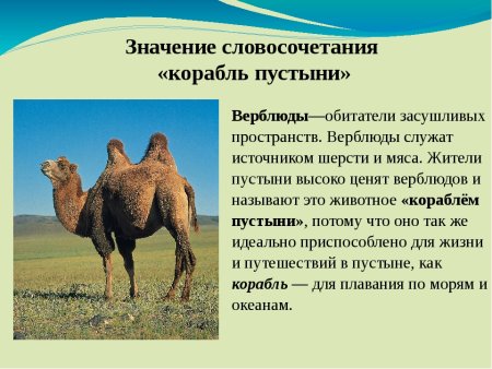 Название верблюдов одногорбый и двугорбый