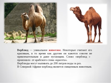 Слон Жираф Бегемот