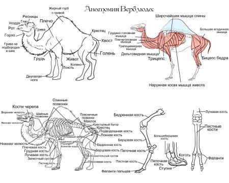 Макраухения Дарвина