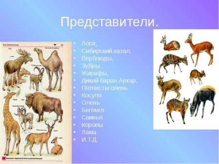 Селекция двугорбый верблюд