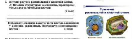 Изучите рисунок растительной и животной клетки