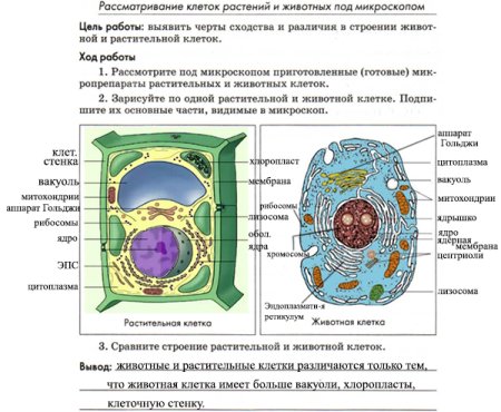 Биология 10 класс лабораторная сравнение клеток растений и животных