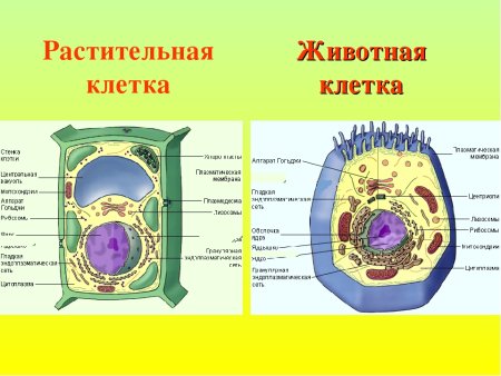 Рисунок органоиды животной и растительной клетки