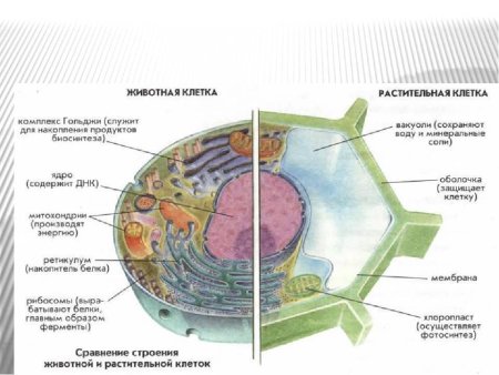 Строение животной клетки и строение растительной клетки