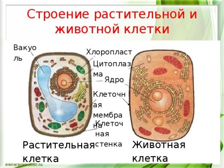 Строение растительной и животной клетки рисунок 5 класс