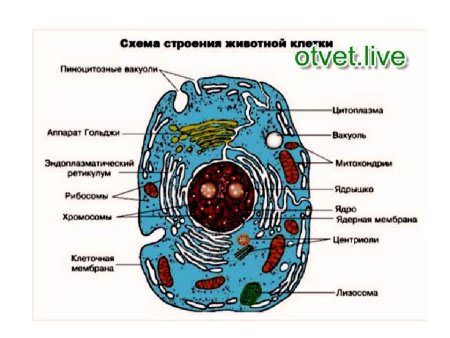 Строение клетки животного с органеллами