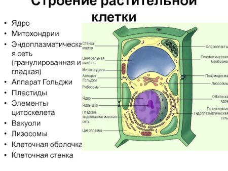 Клетка растения стенка клетки пластиды вакуоли