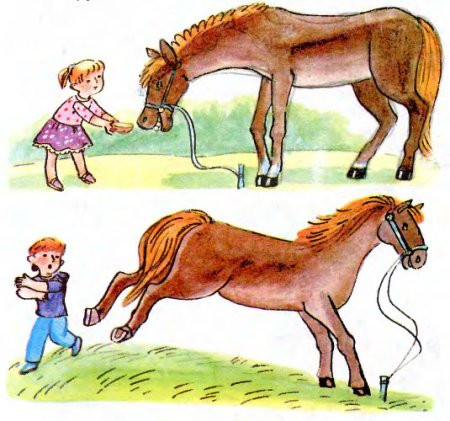 Поведение с домашними животными