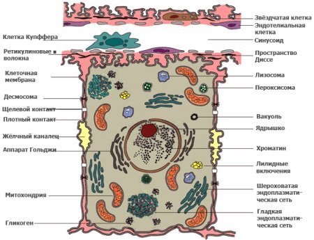 Схема строения животной клетки по данным электронного микроскопа