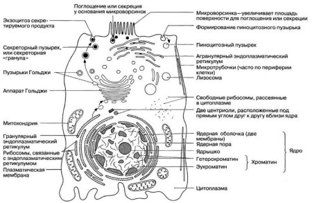 Схема строения гепатоцита гистология