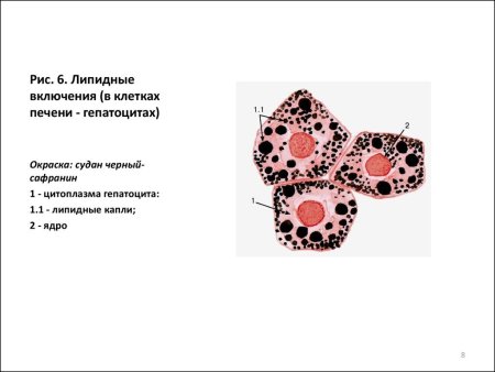 Строение гепатоцита гистология