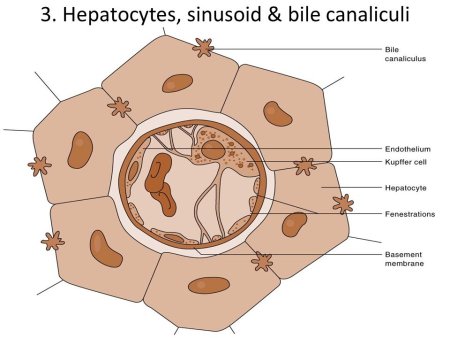 Гепатоцит строение гистология