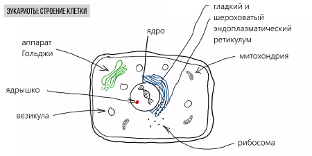 Органоиды прокариотической клетки