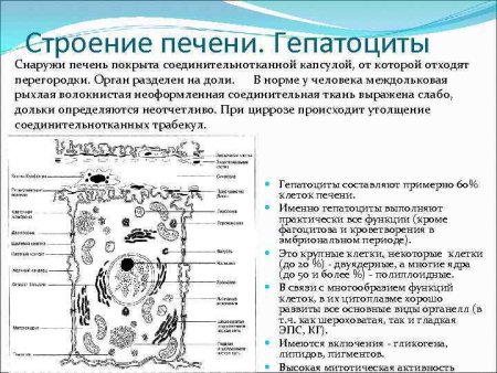 Клетка щитовидной железы крысы микрофотография