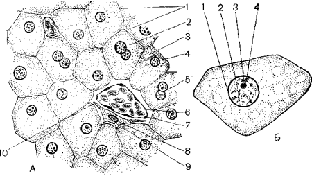 Функции синусоидного капилляра печени