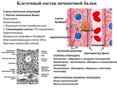 Сравнение клеток растений животных грибов и бактерий