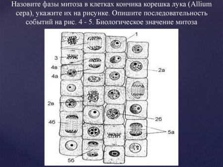 Электронная микрофотография митохондрии