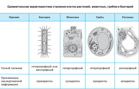 Строение клетки мембрана цитоплазма органоиды ядро