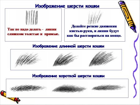 Исследуем шерсть животных практическая работа