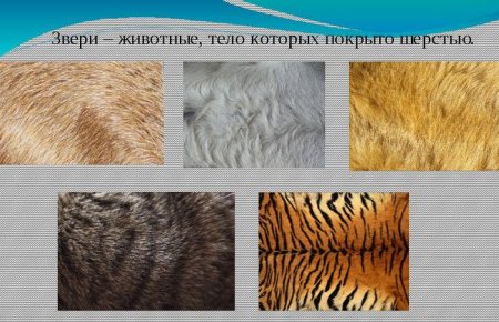 Зарисовки шерсти животных