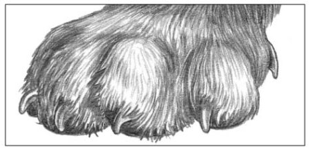 Штриховка шерсти животных