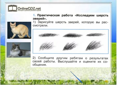 Зарисовать шерсть зверей