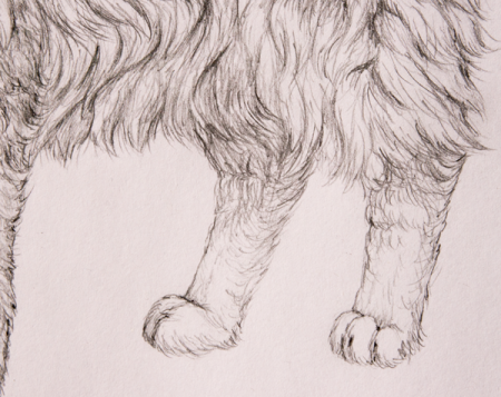Шерсть карандашом