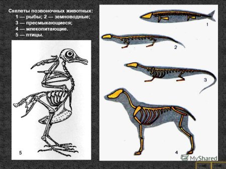Эволюция опорно-двигательной системы позвоночных животных