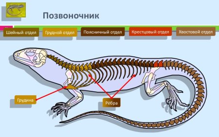 Скелет позвоночных