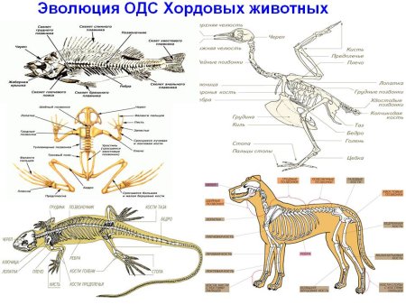 Схема Эволюция опорно двигательной системы животных