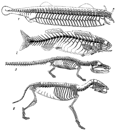 Эволюция скелета хордовых