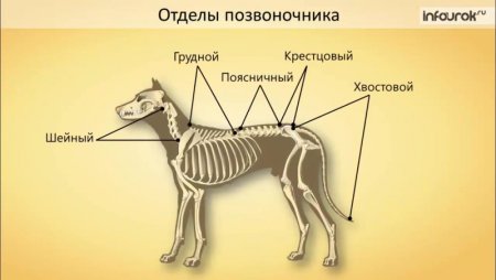 Скелет позвоночника млекопитающих