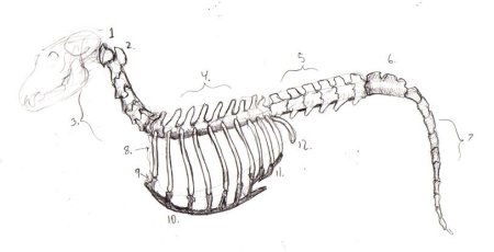 Анатомия собаки скелет позвоночника