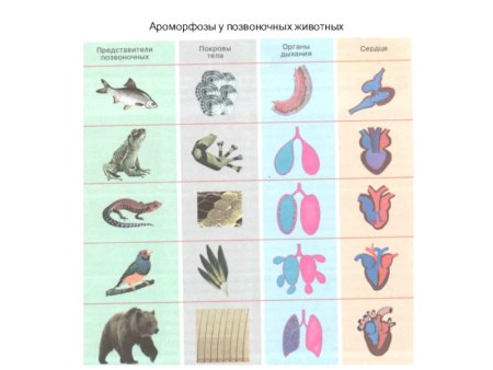 Эволюция дыхательной системы позвоночных таблица