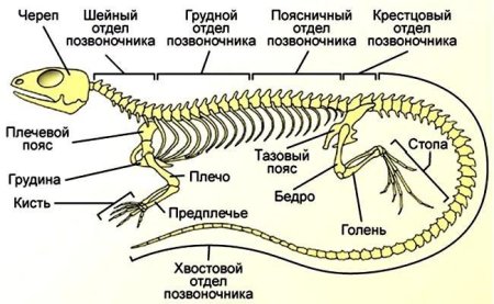 Строение скелета ящерицы пресмыкающихся