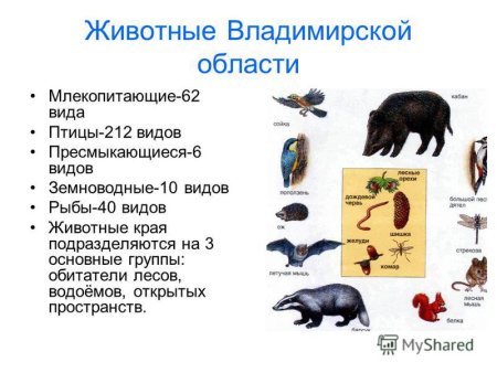 Животные которые занесены в красную книгу Владимирской области