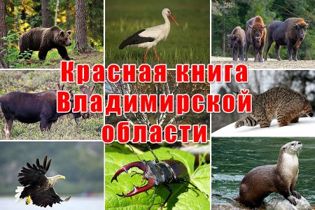 Животные красной книги Владимирской области