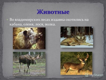 Животные которые занесены в красную книгу Владимирской области
