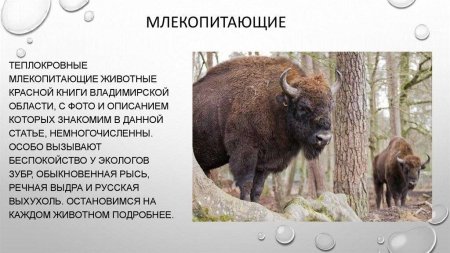 Животны мир Владимиско обл