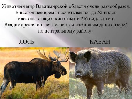 Уссурийский пятнистый олень раскраска