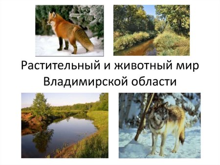 Животные из красной книги Владимирской области